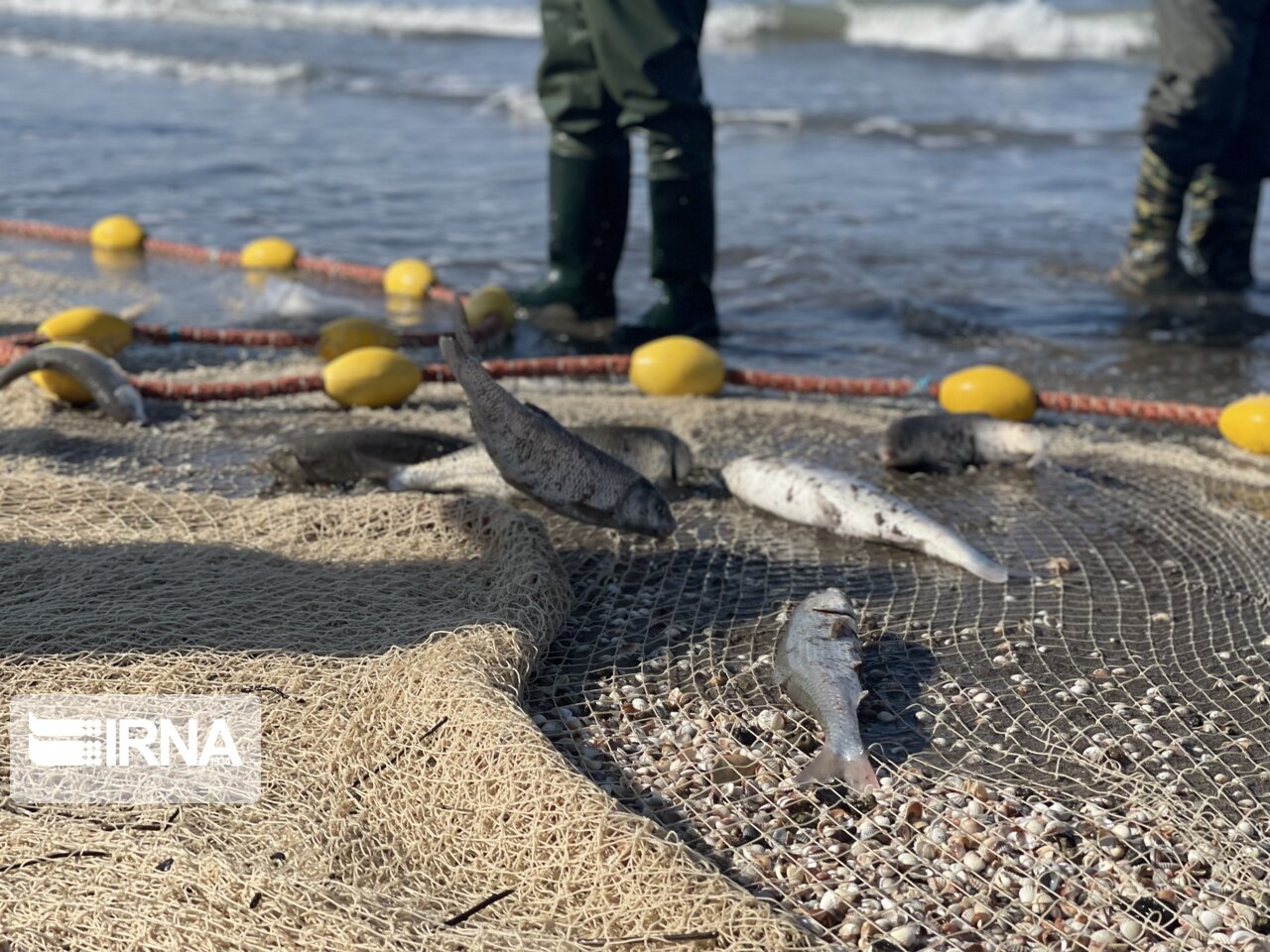 پرونده صید ماهیان استخوانی در مازندران با کاهش ۳۱ درصدی بسته شد