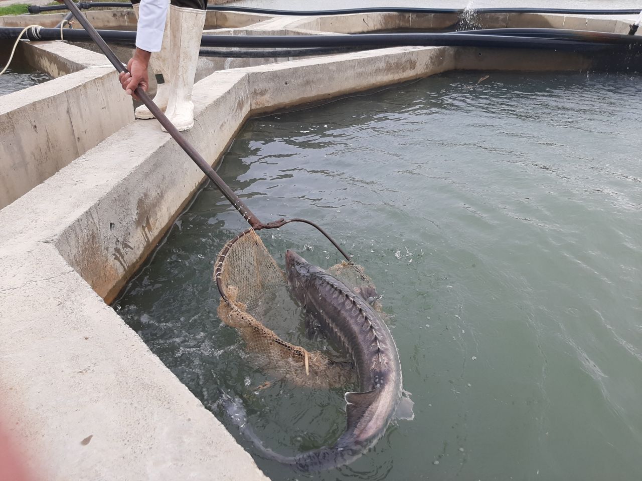 یکهزار و ۲۶۰ تُن انواع ماهی در استان سمنان تولید شد
