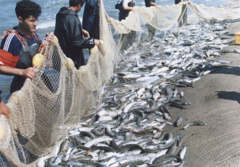 ۶۷۰۰تن ماهی از منابع آبی آذربایجان غربی صید شد