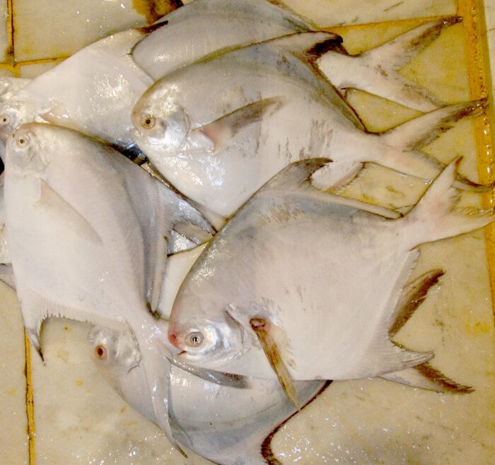 رئیس مرکز تحقیقات ملی آبزیان: ظرفیت تولید سالانه ماهی تیلاپیا در بافق به ۴۰۰ تن رسید