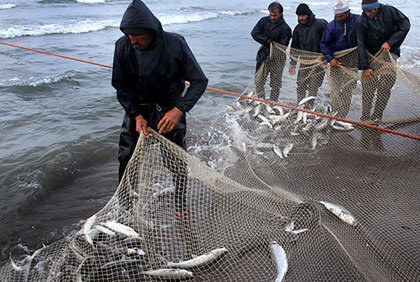 ممنوعیت ۴۵ روزه صید ماهی حلواسفید در آب‌های خوزستان