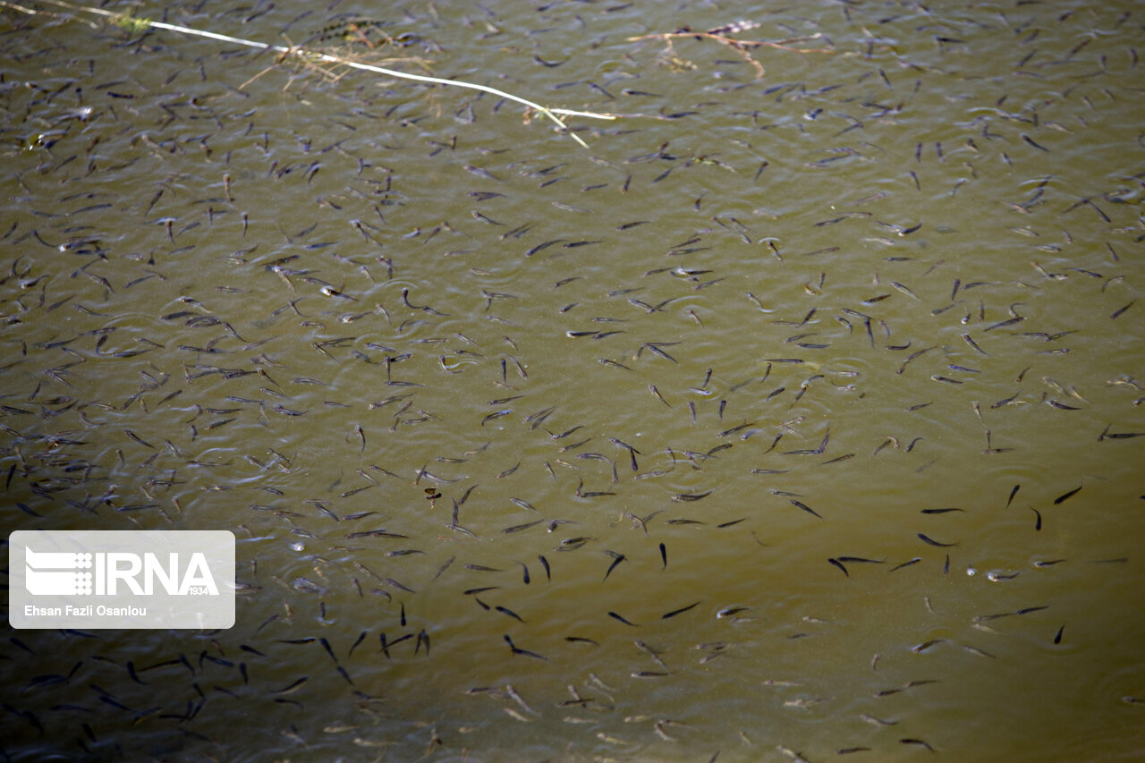 ۳۰ هزار قطعه بچه ماهی در مزارع پرورش ماهی مرند رهاسازی شد