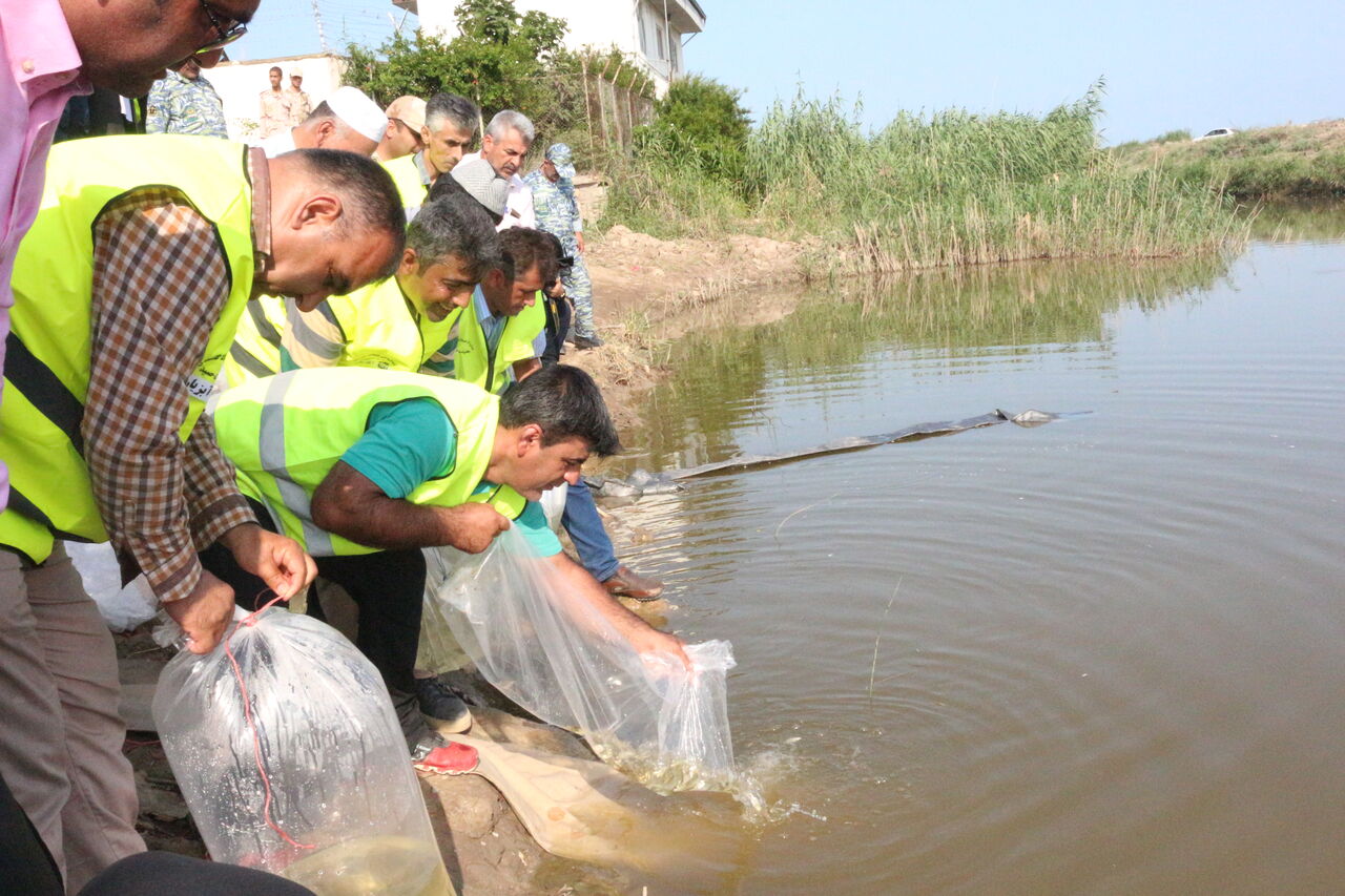 امید شیلات مازندران به جامعه محلی برای حفاظت از بچه ماهیان خاویاری رودخانه‌های شیلاتی