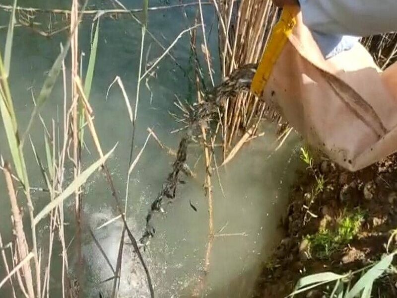 رهاسازی ۷۳۰ هزار بچه ماهی بومی در دریاچه سد تنظیمی گتوند