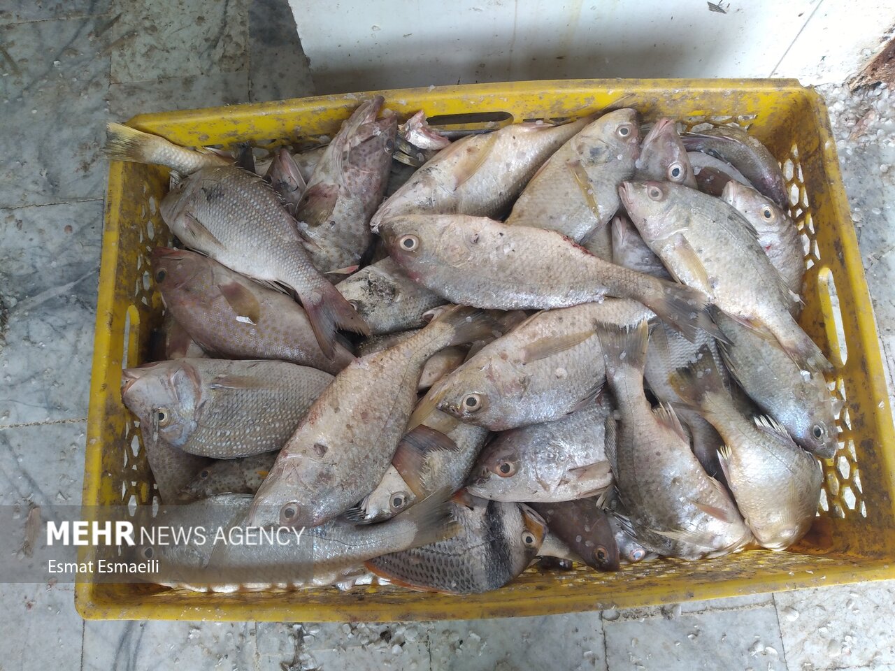 سالانه ۱۱ هزار تن ماهی در خراسان رضوی تولید می‌شود