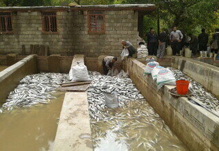 سیلاب به ۳۰ مزرعه پرورش ماهی الیگودرز آسیب وارد کرد