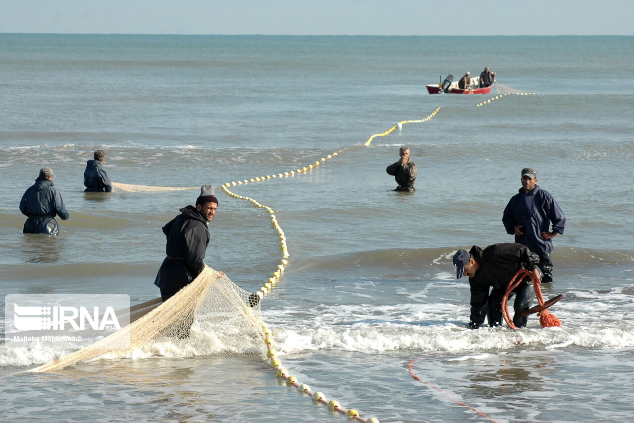 صید ماهی حلوا سفید در آب‌های شمال غرب خلیج فارس آزاد شد