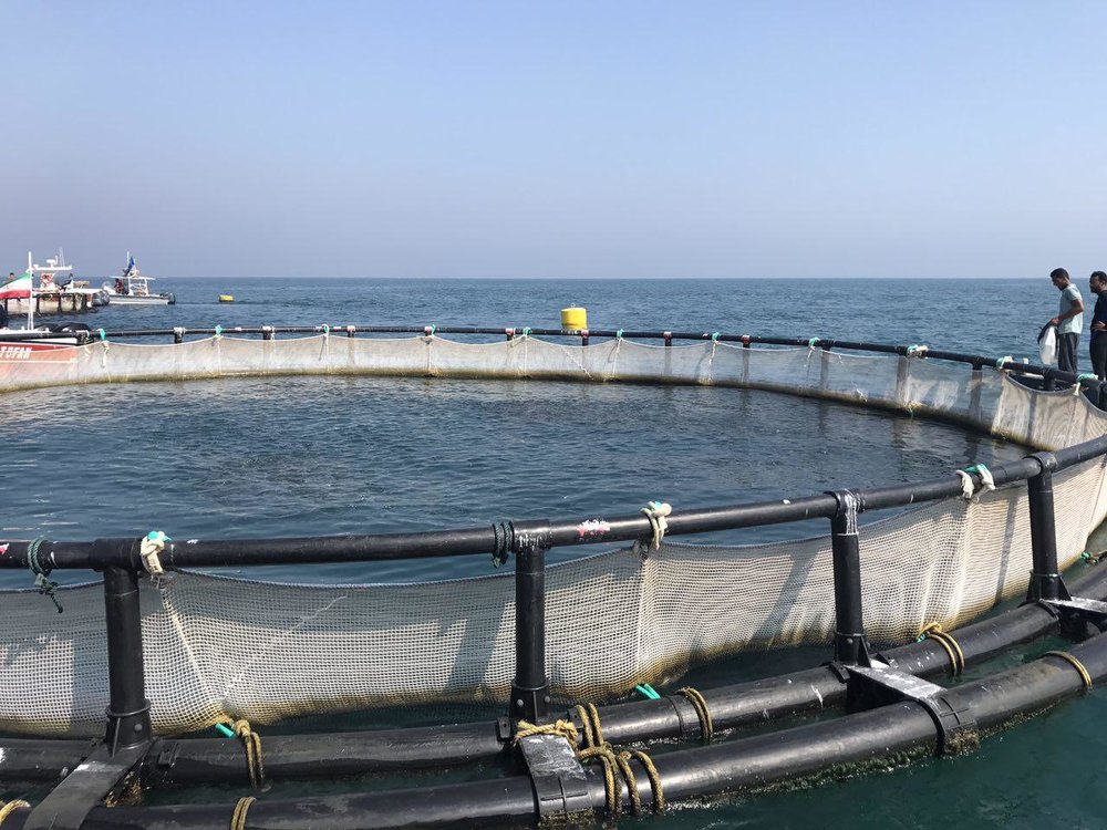پرورش ماهی در قفس مغفول مانده است/ ظرفیت‌های طلایی خلیج فارس
