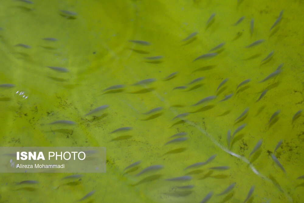 تولید سالانه ۵ میلیون بچه ماهی در مرکز تکثیر ماهیان دریایی بندرامام