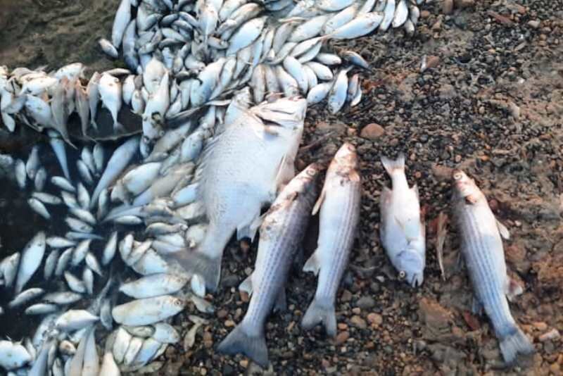 ۳۰۰ تُن ماهی در سیل مرداد اصفهان تلف شد