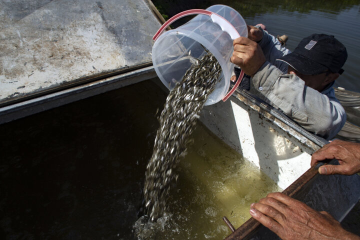خیزصیادان مازندران برای پهن کردن تور ماهیگیری درخزر/ رها سازی۸۷میلیون قطعه بچه ماهی در رودخانه ها