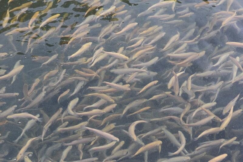 رهاسازی یک میلیون بچه ماهی بومی در رودخانه بهمنشیر آبادان