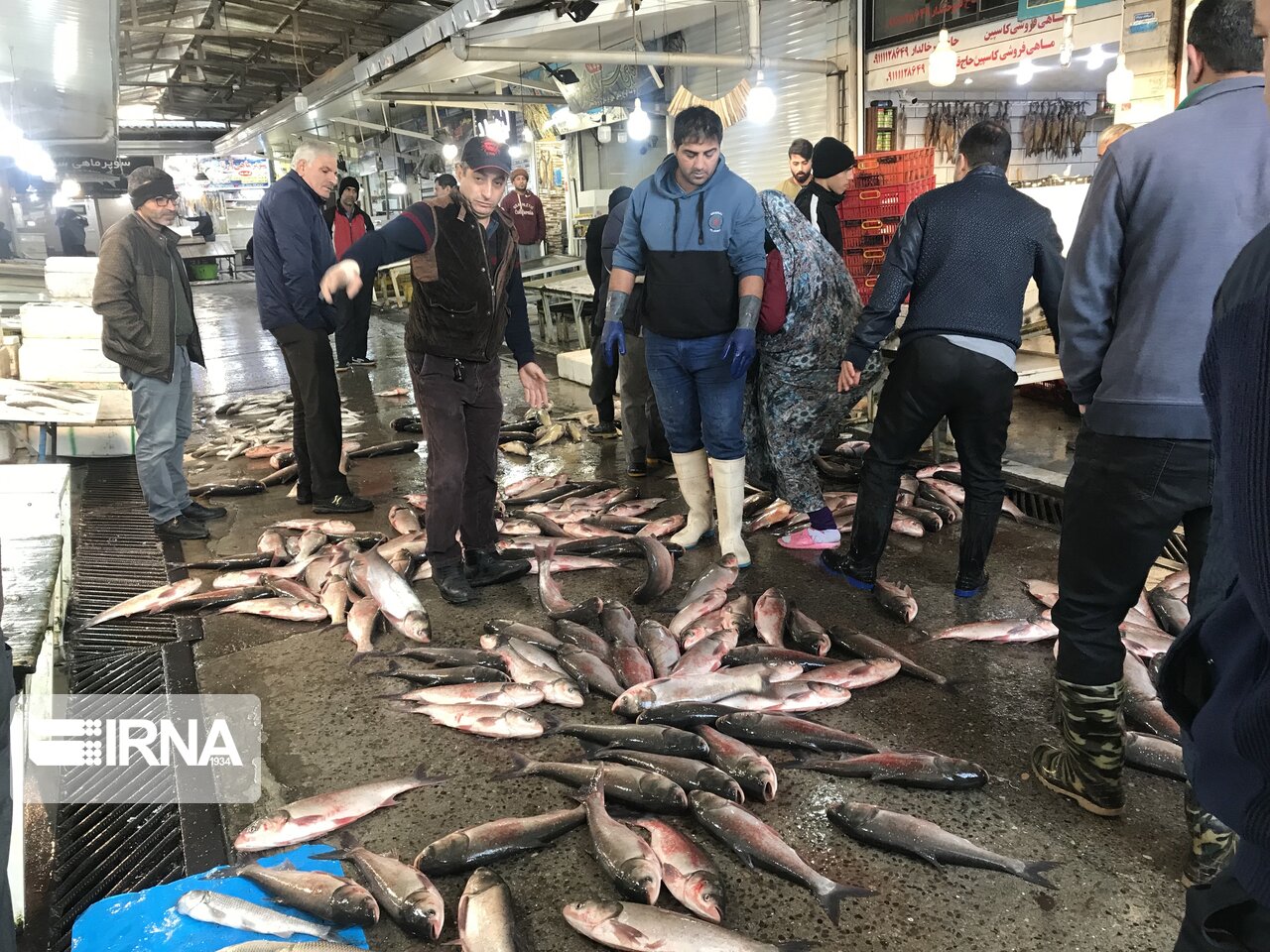 رونق بازار ماهی دریایی مازندران با کپورهای درشت/قیمت بدون تغییر نسبت به پارسال