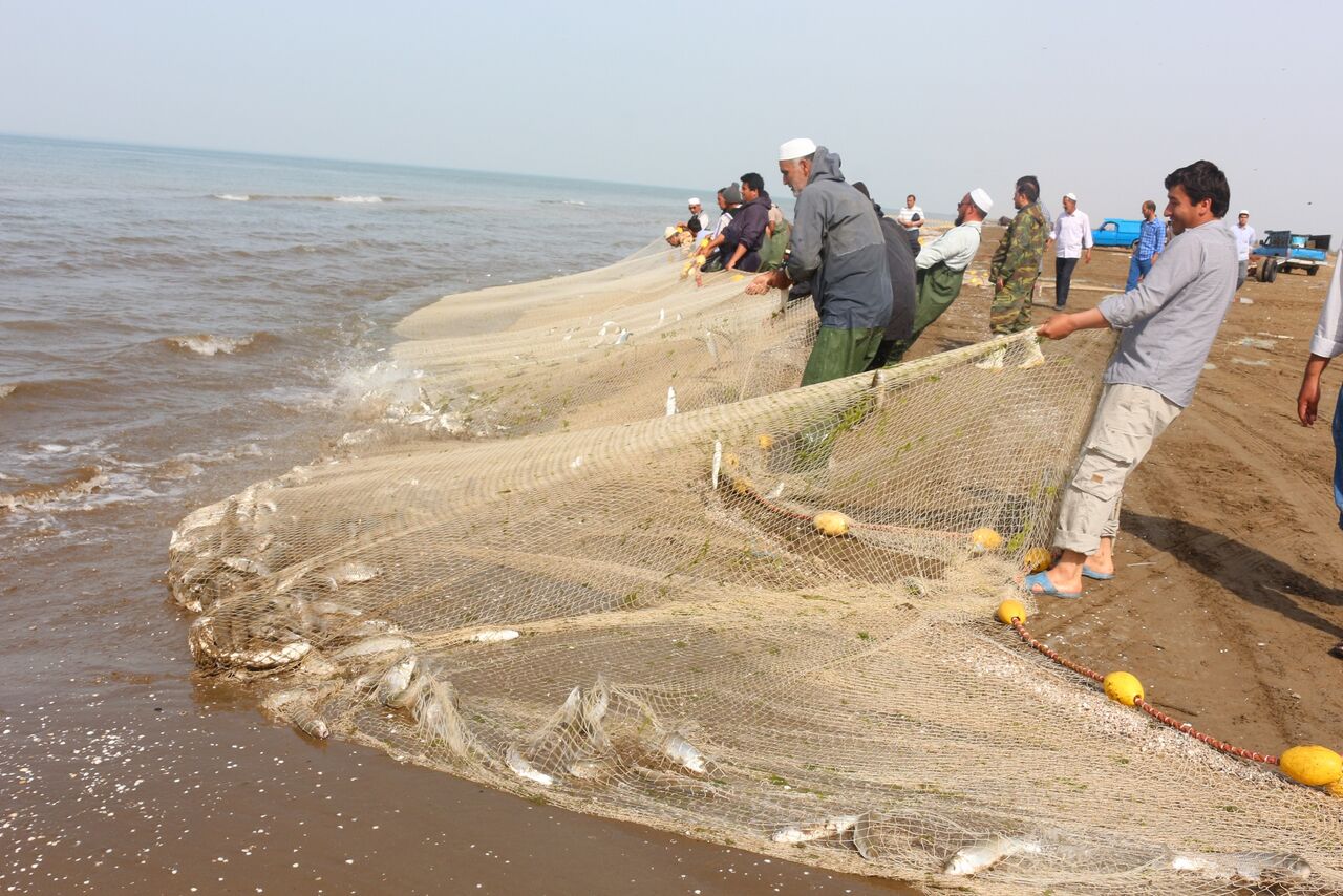 شیلات گلستان امسال ۵۰ میلیون بچه ماهی استخوانی در دریای خزر رها کرد