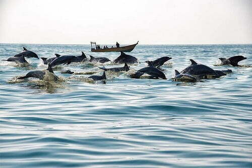 خطر در کمین دلفین ها