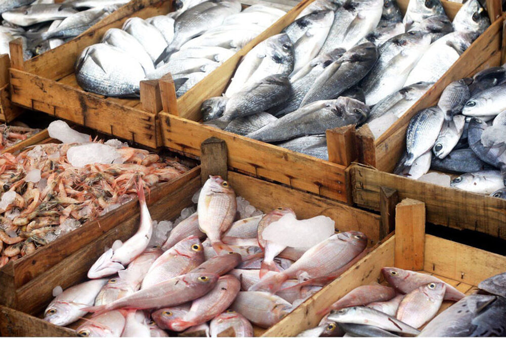 تولید ۲۵ هزار تن ماهی سردابی در چهارمحال و بختیاری