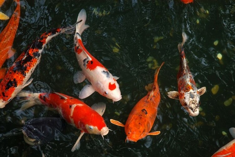تولید ۳۲۳ میلیون قطعه ماهی زینتی در سال