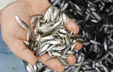 ماهی ‌های کوچک؛ عامل مقابله با سوء تغذیه جهانی