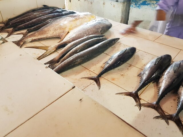صید بیش از 200 گونه ماهی و میگو در سواحل مکران 