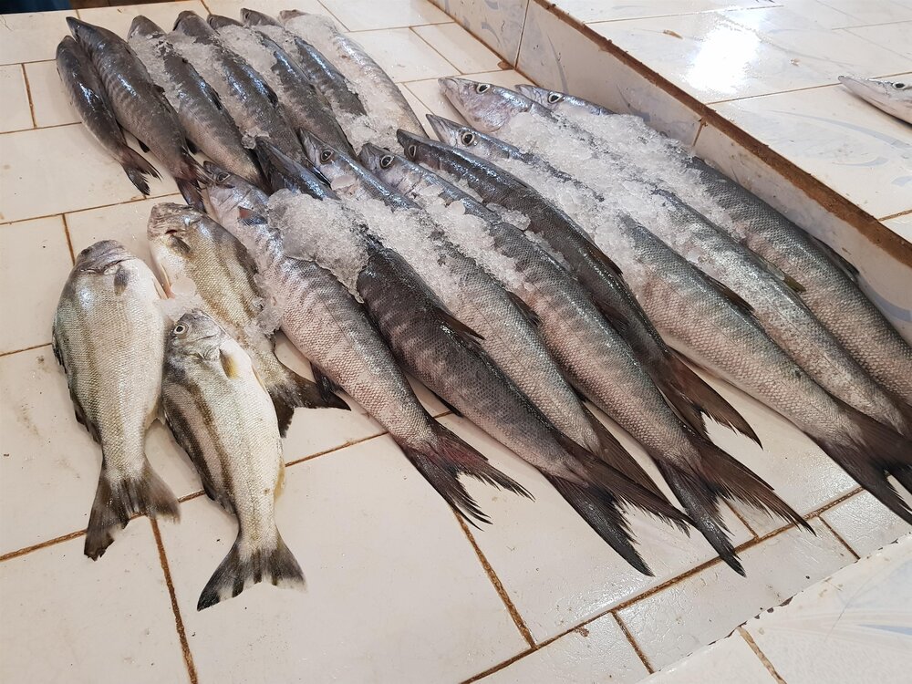 صید بیش از 200 گونه ماهی و میگو در سواحل مکران