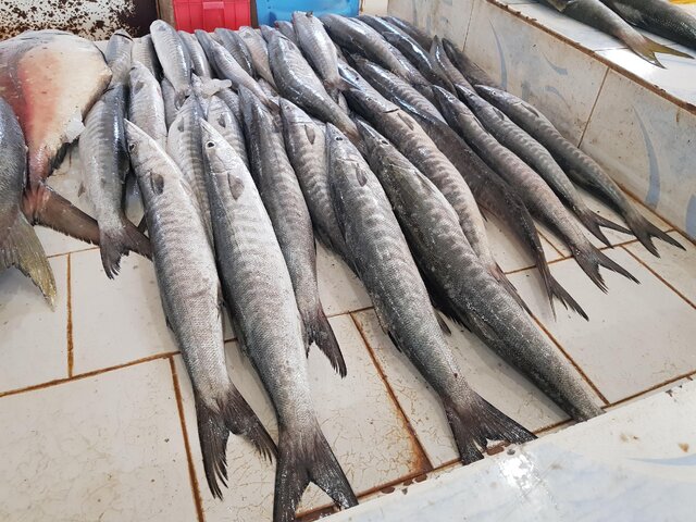صید بیش از 200 گونه ماهی و میگو در سواحل مکران 