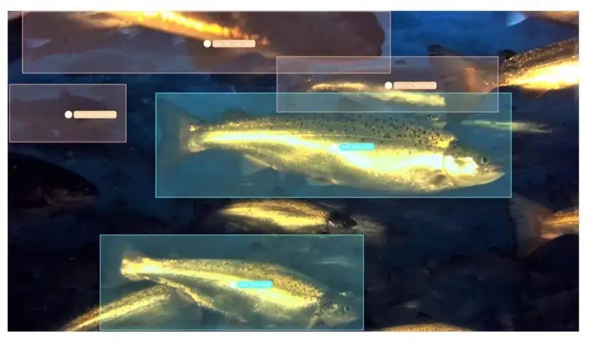 تصویر 3- ماهی قزل‌آلا توسط هوش مصنوعی نظارت بر سلامت ReelData ارزیابی می‌شود شرکت کانادایی ReelData AI دو محصول را برای عملیات آبزی پروری توسعه داده است.