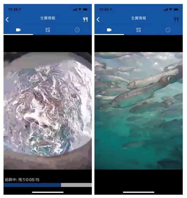 تصویر 5- تغذیه ماهی ماهی توسط هوش مصنوعی. سیستم Umitron از نظارت بر رفتار شنا در برای تصمیم گیری در مورد زمان و مقدار تغذیه برای هر قفس ماهی استفاده می‌کند.