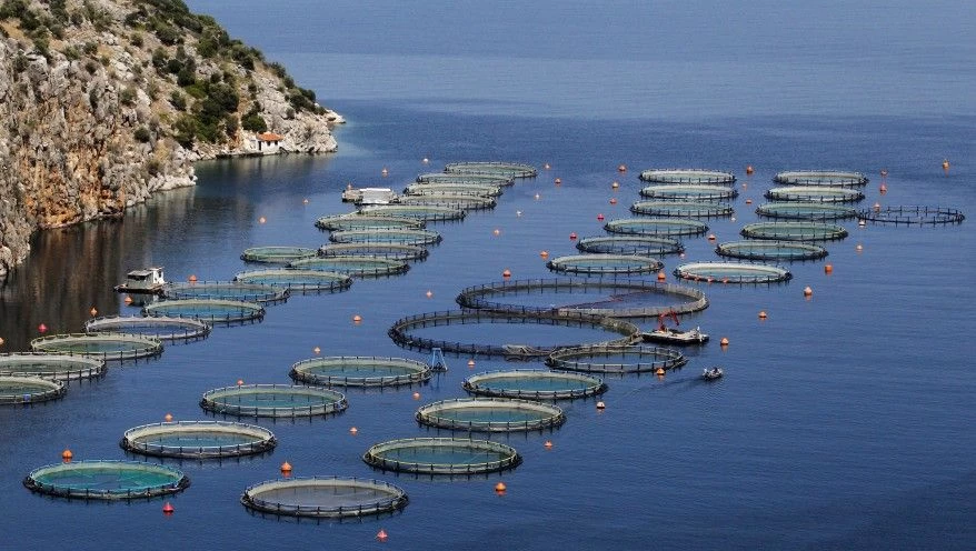 ایجاد ظرفیت 30 هزار تنی پرورش ماهی در قفس