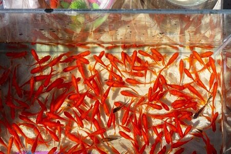 ایجاد ۷۵۰ شغل مستقیم در گیلان برای تولید ماهی قرمز