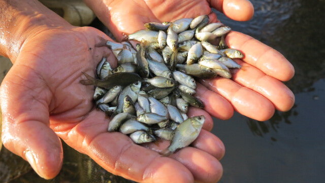 رهاسازی ۳۵۰ هزار بچه ماهی در دریاچه سد مسجدسلیمان
