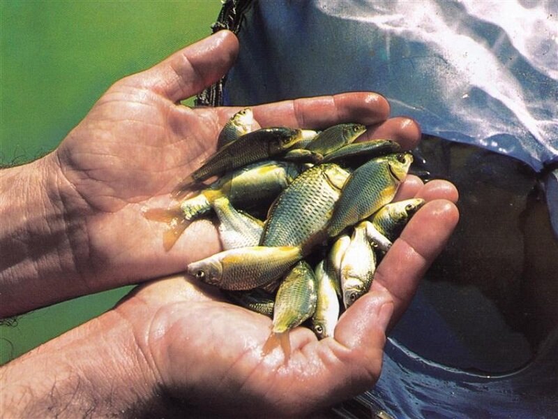 هدفگذاری تولید ۶۰ میلیون بچه ماهی در مرکز شهید ملکی اهواز