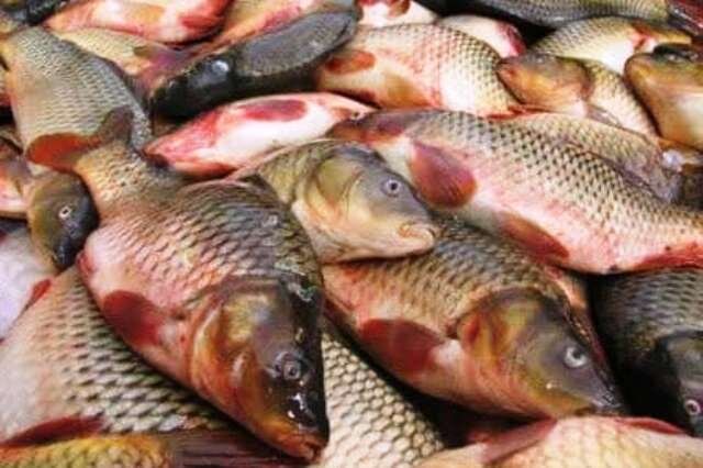 هدف‌گذاری برای تولید ۶۰ میلیون ماهی در خوزستان