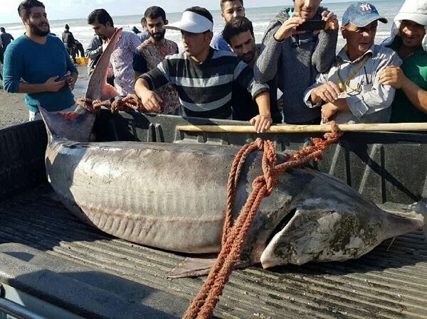 ماهیگیران گلستانی فیل ماهی ۲۰۰ کیلویی صید کردند