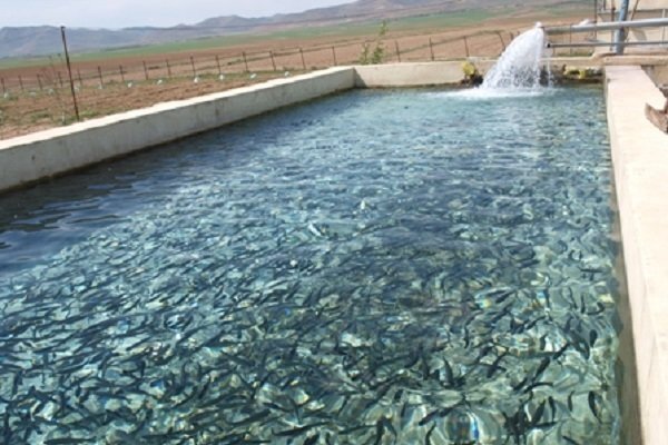 پیش‌بینی برداشت ۱۱۰۰ تن انواع ماهیان گرم‌آبی در همدان