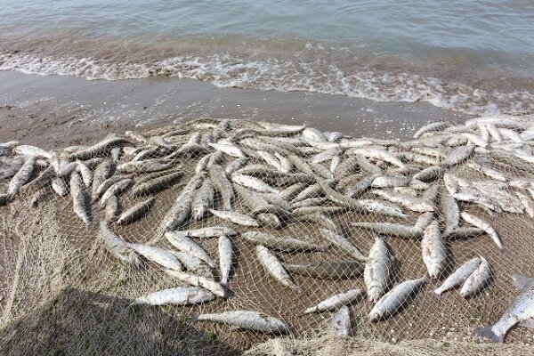 صید ۱۱ هزار تنی ماهیان دریایی از سواحل گیلان