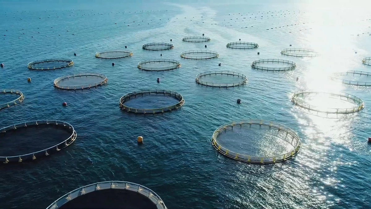 57 قفس پرورش ماهی در دریای عمان نصب شد