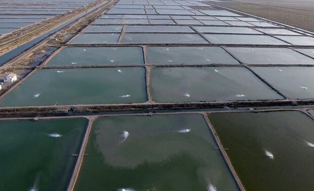 رونق و توسعه آبزی پروری در شرق گلستان