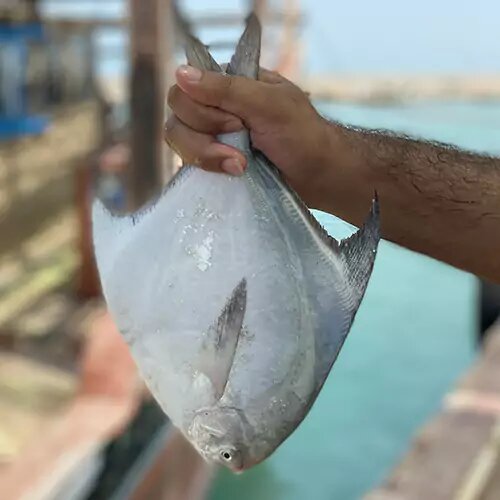 صید ماهی حلوا سفید در صیدگاه‌های خوزستان و بوشهر آزاد شد