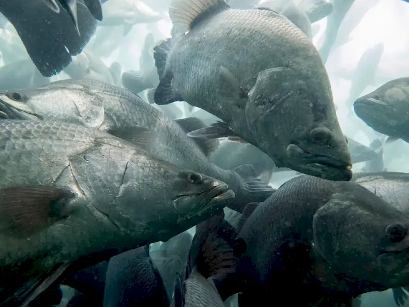 باراموندی: ماهی مقاوم در برابر شرایط محیطی
