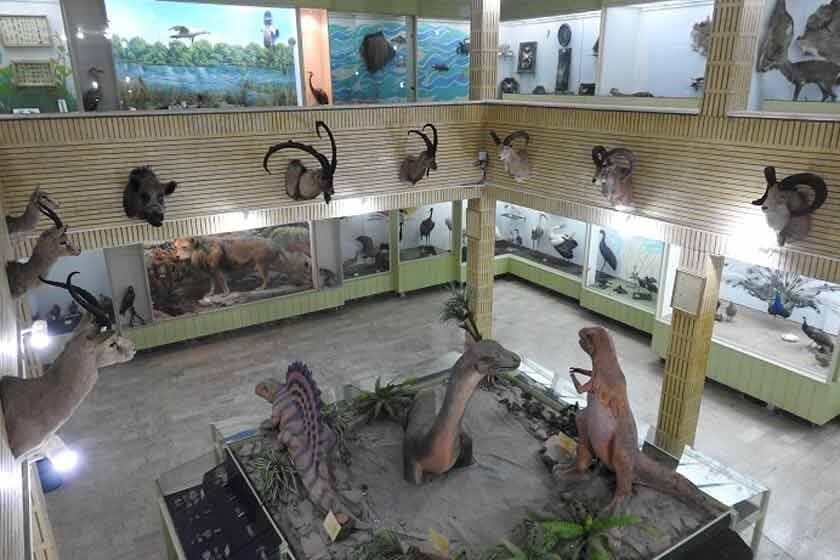 اهدای مجموعه ای از جانوران دریایی به موزه حیات وحش استان مرکزی