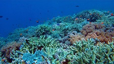 تسریع در روند احیای زیست بوم ‌های دریایی / تدوین اطلس زیستگاه‌ های حساس ساحلی دریایی خزر