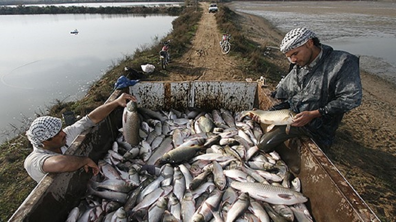 کشف چهار تُن ماهی صيد شده غيرمجاز در  شمال غرب خلیج فارس
