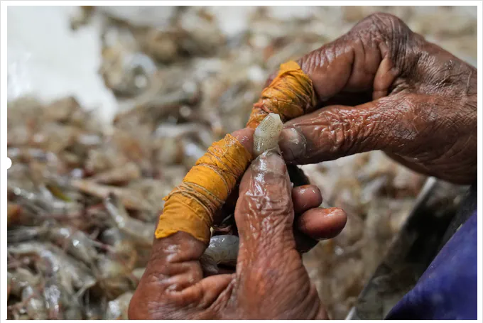 آسوشیتد پرس شرایط ناخوشایندی درباره صنعت میگوی هند، پیدا کرده و آن را “خطرناک و اجحاف‌آمیز” گزارش می کند