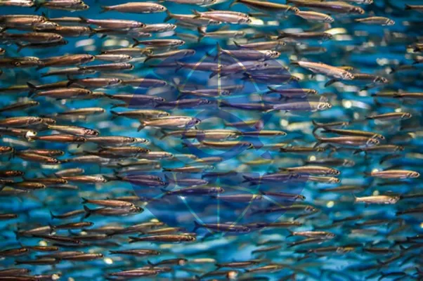 سهمیه فصل صید ماهی آنچوی کشور پرو اعلام شد؛ امید به بهبود عرضه پودر ماهی در سال 2024