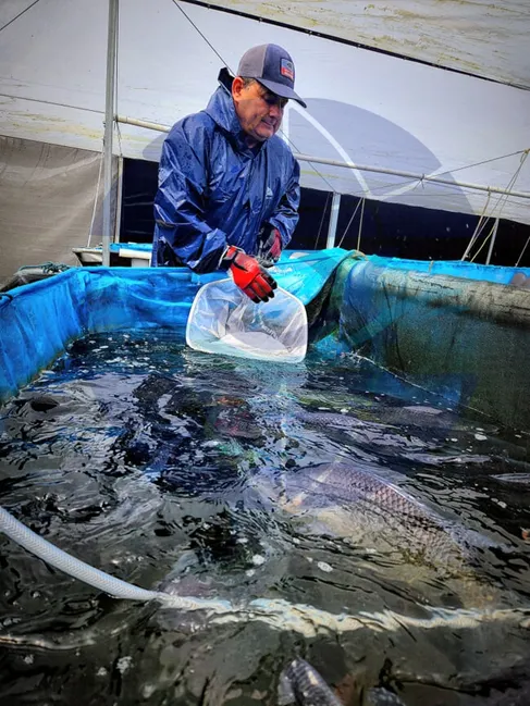 هدف مشارکت جدید دو شرکت آمریکایی  بهبود استانداردهای رفاه ماهی تیلاپیا است