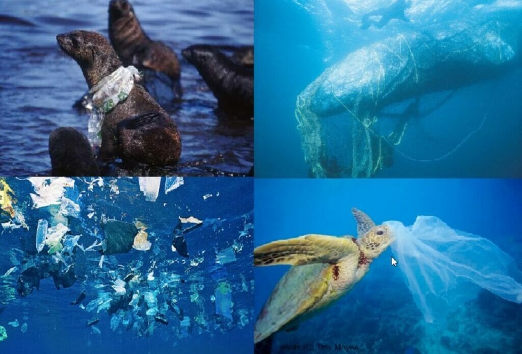 جانوران دریایی اسیر آلودگی پلاستیکی دریاها و اقیانوس‌ها و زیستگاه‌های دریایی