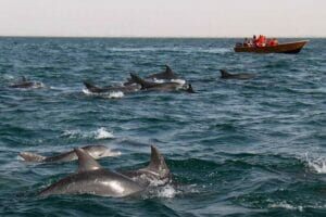 دلفین‌های خلیج گواتر چابهار