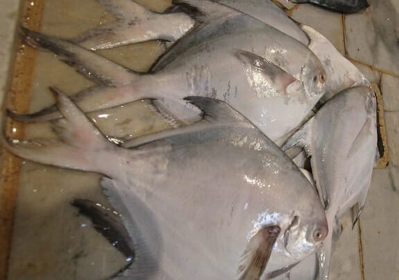 صید ماهی حلوا سفید در خوزستان