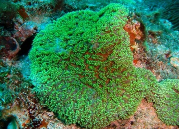 مشاهده ۲ گونه نادر از مرجان‌های سخت در خلیج فارس