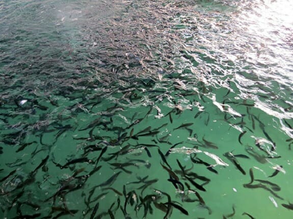 حفظ ذخایر ماهیان دریای کاسپین با رهاسازی بچه ماهیان